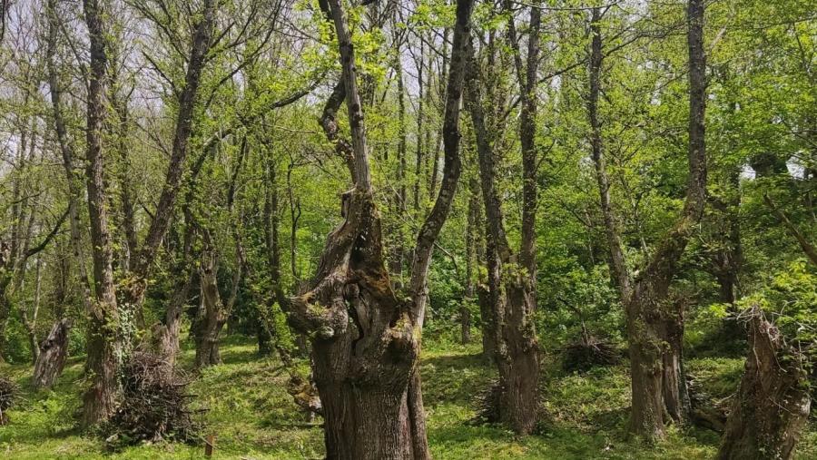 O traballo refírese á importancia que teñen as actividades económicas relativas á produción e transformación da castaña para a conservación da biodiversidade, a restauración dos ecosistemas e o desenvolvemento rural na área do Courel Souto Courel