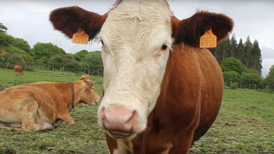 Fotograma do vídeo gañador da categoría A, 'Falando de vacas'