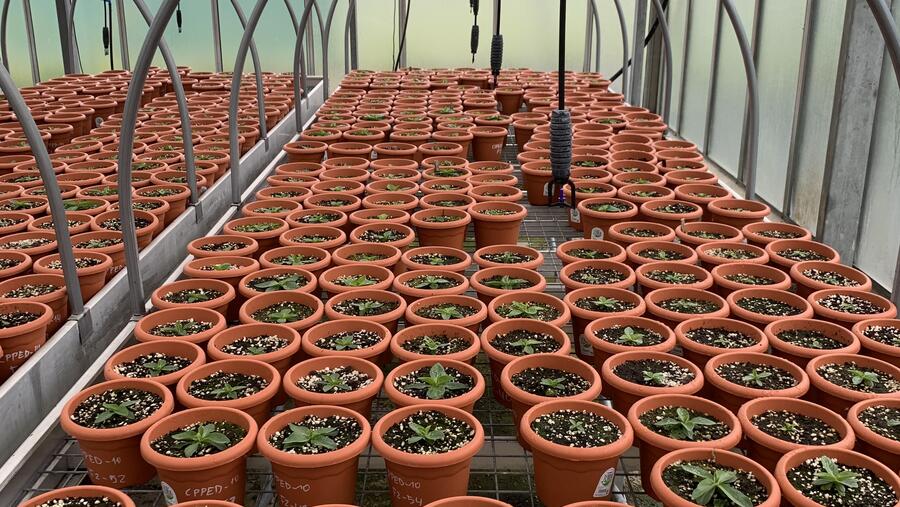 Imaxe dun cultivo de árnica Imaxe dun cultivo de árnica