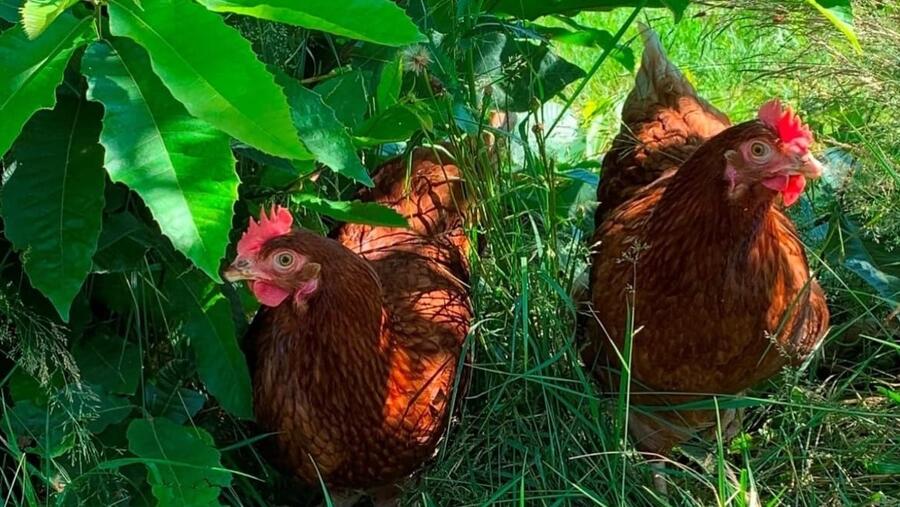 Funtrapa investiga o uso de fungos para coidar a saúde das galiñas Funtrapa investiga o uso de fungos para coidar a saúde das galiñas