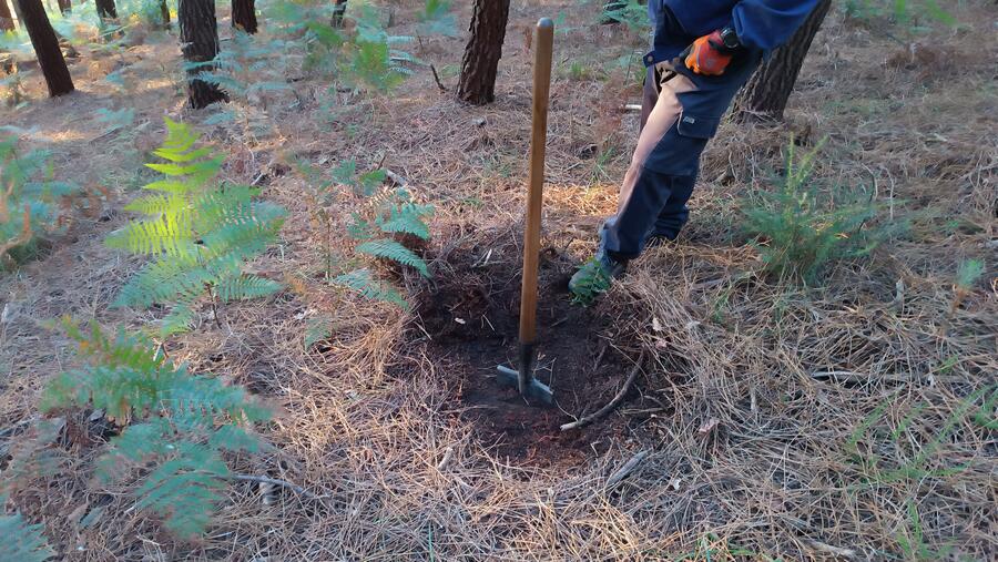 Detalle dun dos traballos realizados en Araño Detalle dun dos traballos realizados en Araño