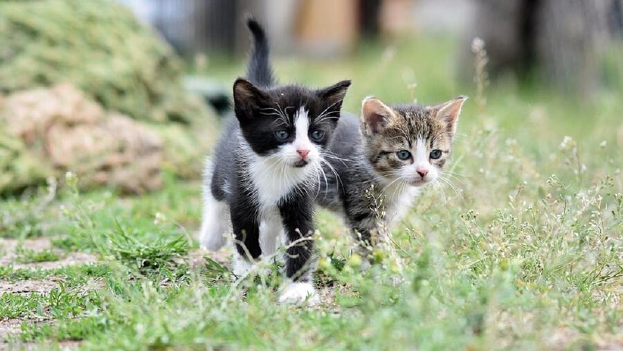 O foro tamén servirá para afondar no nexo entre esterilización e o comportamento de cans e gatos. FOTO: Pixabay O foro tamén servirá para afondar no nexo entre esterilización e o comportamento de cans e gatos. FOTO: Pixabay