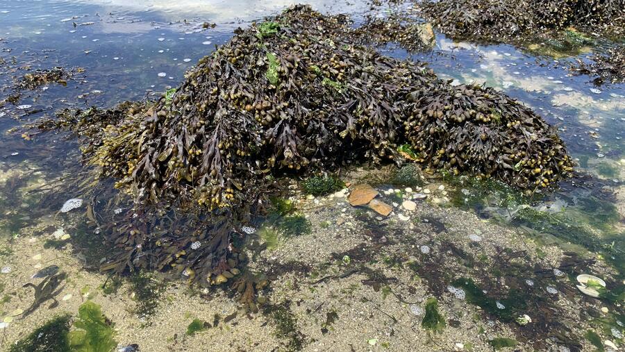 O equipo analizou un total de 446 mostras recollidas entre 1990 e 2021 en 173 puntos da costa de Galicia. O equipo analizou un total de 446 mostras recollidas entre 1990 e 2021 en 173 puntos da costa de Galicia.