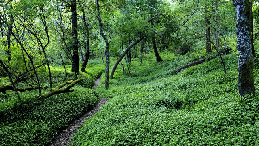 Territorios da Rede Natura en Pontevedra. Foto: Mixturando/GDR Terra e Auga Territorios da Rede Natura en Pontevedra. Foto: Mixturando/GDR Terra e Auga