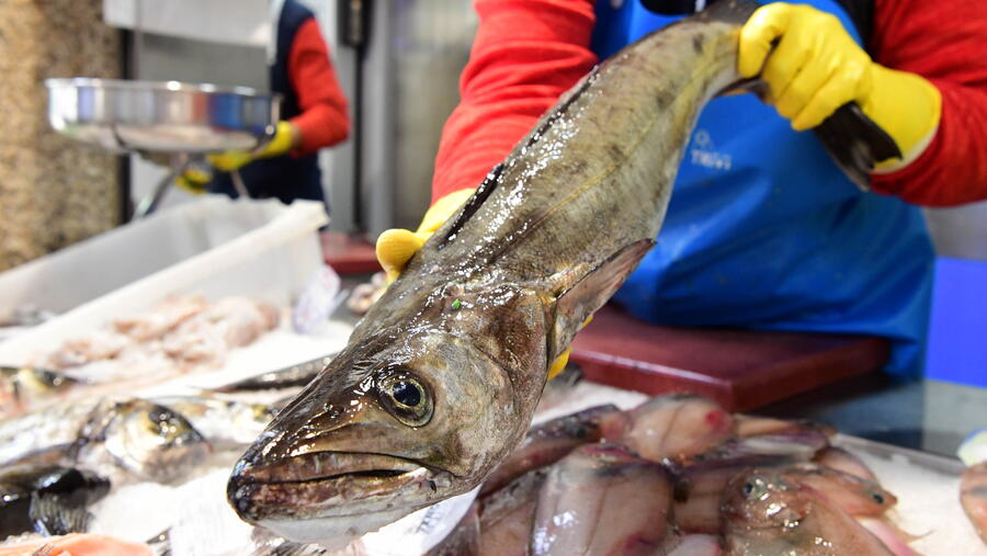 A pescada é un dos recursos mariños máis importantes en España e en gran parte de Europa. FOTO: Santi Alvite A pescada é un dos recursos mariños máis importantes en España e en gran parte de Europa. FOTO: Santi Alvite