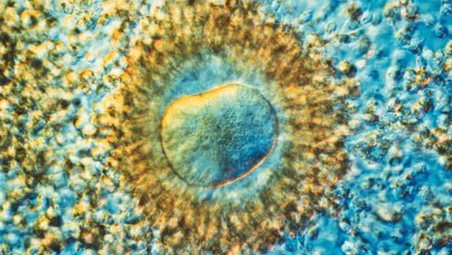 Imaxe da mostra 'Cando a ciencia se fai arte' Imaxe da mostra 'Cando a ciencia se fai arte'