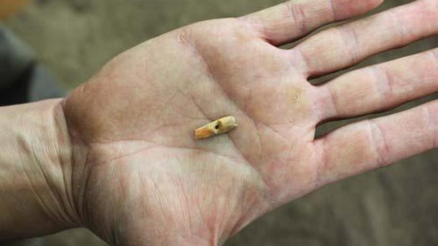 Un dos achados máis importantes foi a descuberta dun pequeno colgante realizado sobre un dente de carnívoro Un dos achados máis importantes foi a descuberta dun pequeno colgante realizado sobre un dente de carnívoro