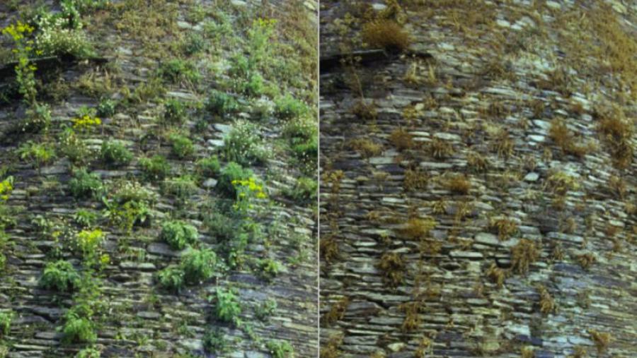 A imaxe da dereita mostra a eficacia da aplicación do tratamento químico sobre as especies vexetais que medran na Muralla de Lugo A imaxe da dereita mostra a eficacia da aplicación do tratamento químico sobre as especies vexetais que medran na Muralla de Lugo