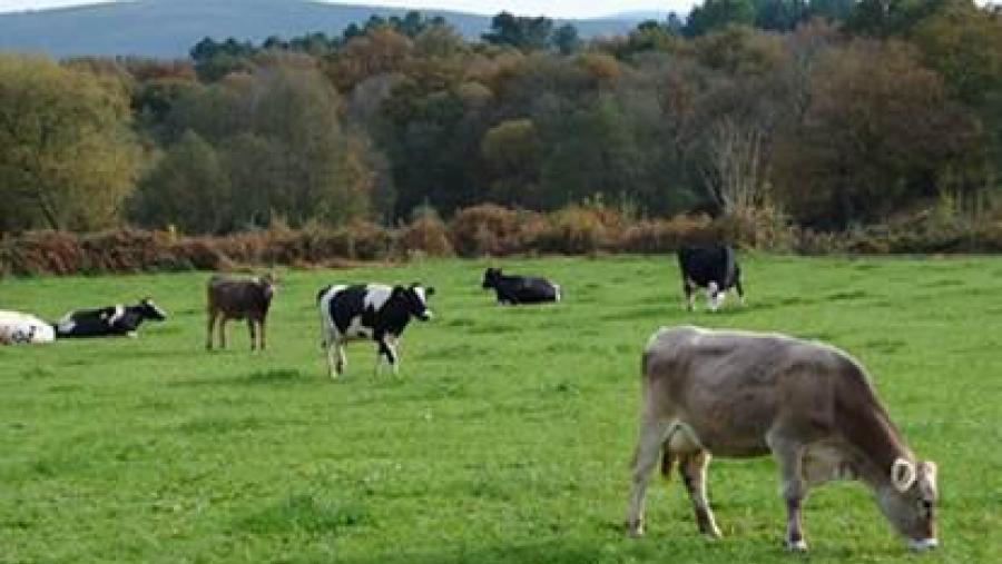 Obradoiros de elaboración de queixo en ecolóxico na USC Obradoiros de elaboración de queixo en ecolóxico na USC