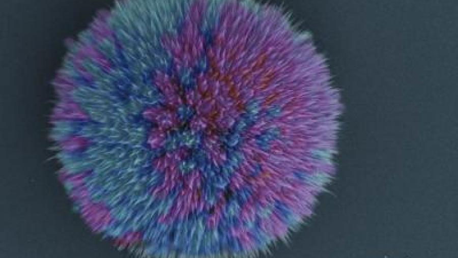 Investigadores do CiQUS da USC deseñan «pompóns moleculares» formados por péptidos que se autoensamblan Investigadores do CiQUS da USC deseñan «pompóns moleculares» formados por péptidos que se autoensamblan