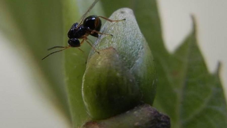 Avespiña asiática, na bugalla dun castiñeiro Avespiña asiática, na bugalla dun castiñeiro