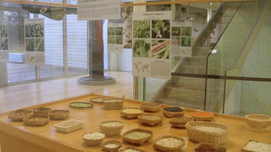 O Museo de Historia Natural celebra cunha mostra e un obradoiro infantil o Ano Internacional dos Legumes O Museo de Historia Natural celebra cunha mostra e un obradoiro infantil o Ano Internacional dos Legumes