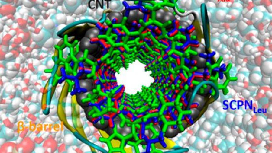Observan a resposta da membrana celular perante a presenza de nanotubos Observan a resposta da membrana celular perante a presenza de nanotubos