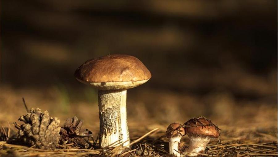Unha xornada sobre micoloxía e producións non madeireiras do monte cita 60 participantes na Estación Científica do Courel Unha xornada sobre micoloxía e producións non madeireiras do monte cita 60 participantes na Estación Científica do Courel