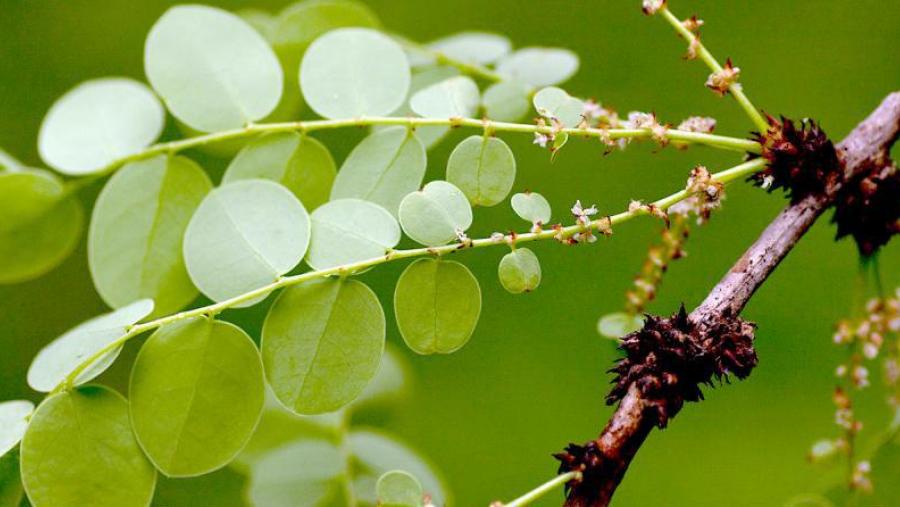 Imaxe dun á beira do río Mazoe, no nordeste de Zimbaue (Foto: Bart Wursten, 'Zimbabwe flora') Imaxe dun á beira do río Mazoe, no nordeste de Zimbaue (Foto: Bart Wursten, 'Zimbabwe flora')