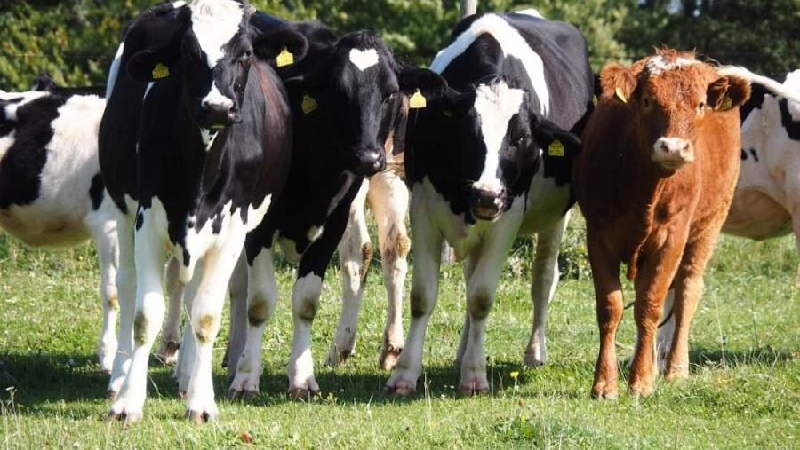 O potencial das unidades de produción agraria como saída profesional, a debate este mércores no Campus Terra da USC O potencial das unidades de produción agraria como saída profesional, a debate este mércores no Campus Terra da USC