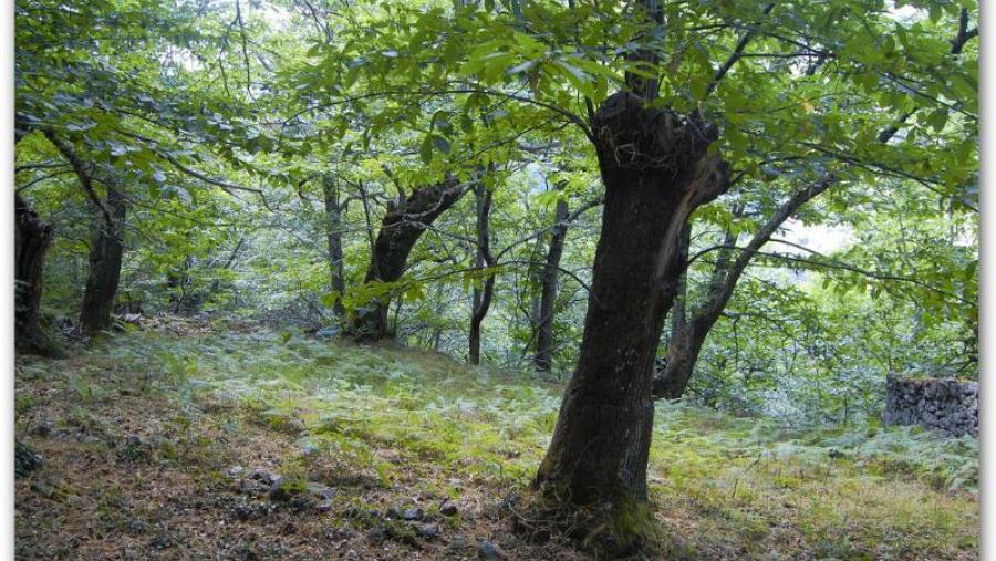 O grupo de investigación VALFINAP promove SAGEFER, un sistema integrado de apoio á xestión forestal en rede O grupo de investigación VALFINAP promove SAGEFER, un sistema integrado de apoio á xestión forestal en rede