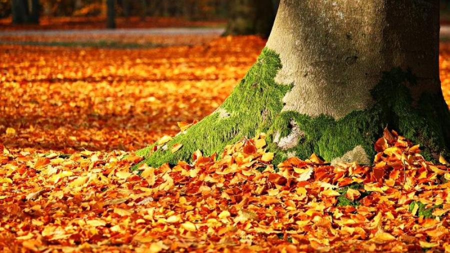 Imaxe de aquivo. Foto: Pixabay Imaxe de aquivo. Foto: Pixabay