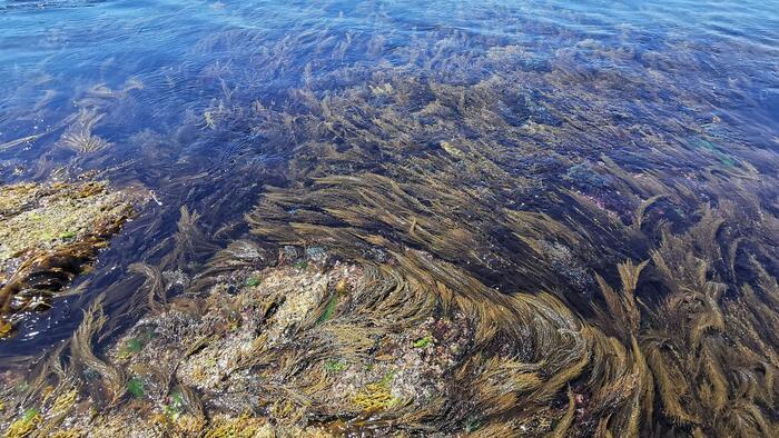 Algunhas especies de algas, aínda que non sexan tóxicas para os seres humanos, poden producir exsudados que danan os delicados tecidos branquiais. Imaxe de arquivo dunha paisaxe mariña. FOTO: Santi Alvite Algunhas especies de algas, aínda que non sexan tóxicas para os seres humanos, poden producir exsudados que danan os delicados tecidos branquiais. Imaxe de arquivo dunha paisaxe mariña. FOTO: Santi Alvite