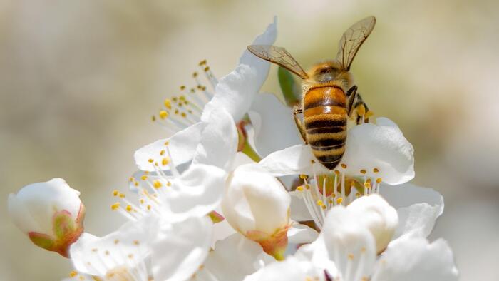 Dende as Nacións Unidas sinálase como os monocultivos, os pesticidas e o cambio climático supoñen problemas para as abellas e, por extensión, para os alimentos cultivados. FOTO: Pixabay Dende as Nacións Unidas sinálase como os monocultivos, os pesticidas e o cambio climático supoñen problemas para as abellas e, por extensión, para os alimentos cultivados. FOTO: Pixabay