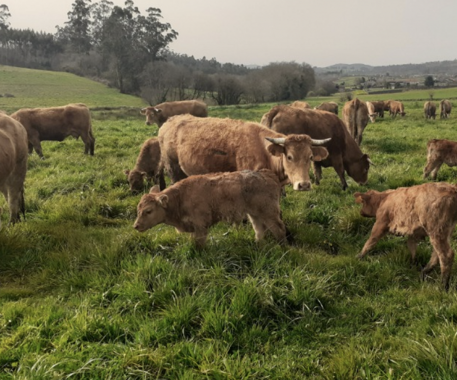 Vacas nunha pradeira