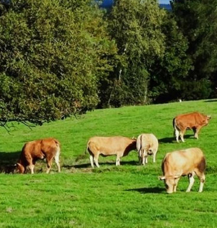 Vacas nunha pradeira