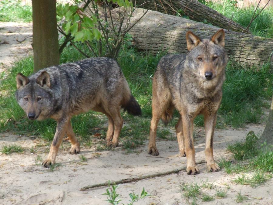 Dous exemplares de lobo ibérico. Foto: Gérard Van Drunen