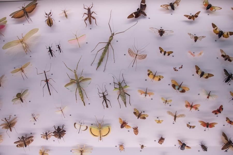 Insectos da exposición permanente do MHN