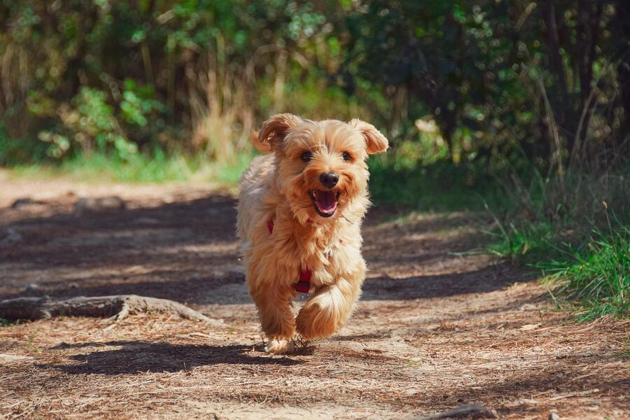 Os relatorios abordarán a experiencia profesional veterinaria no eido das Forzas Armadas. FOTO: Pixabay
