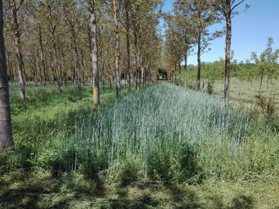 Ensaio de plantación de centeo baixo plantación de nogueiras desenvolvido en Arzúa ao abeiro do proxecto Afclima, que recibe financiamento da Axencia Estatal de Investigación (AEI)