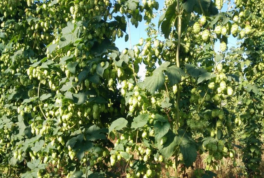 Plantación de lúpulo