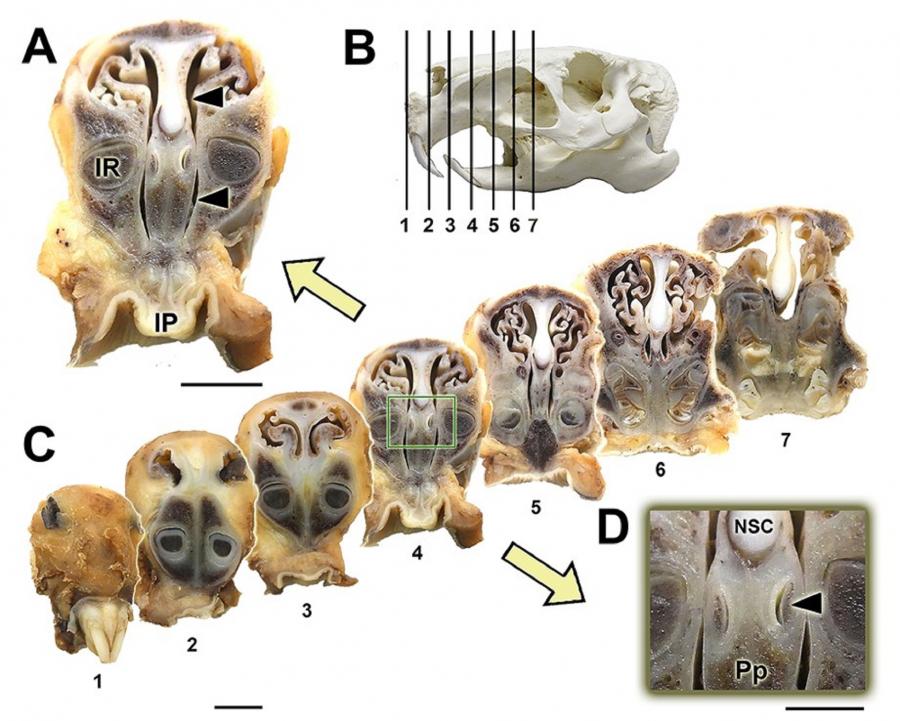 Imágenes macroscópicas del órgano vomeronasal del capibara