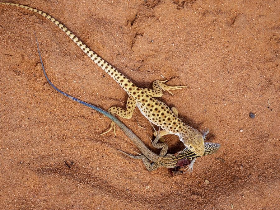 ‘Tigre: xantar para leopardos’ de M. Pilar Vázquez Tato