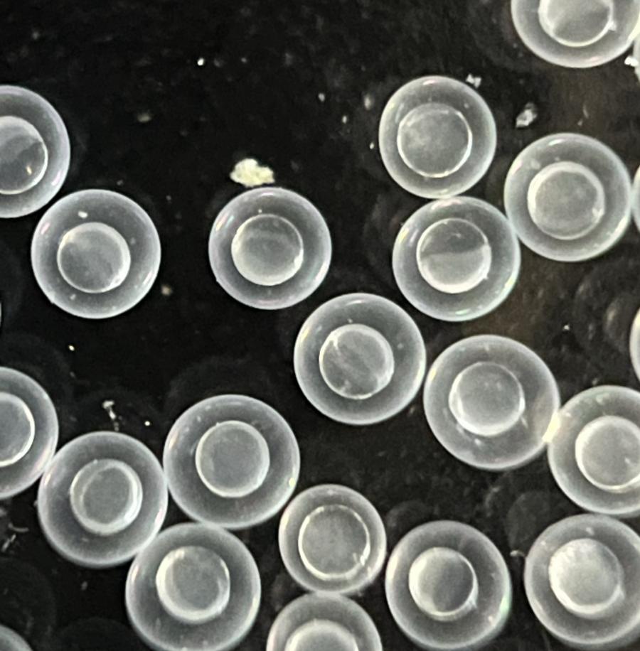 Embrións de peixes cebra
