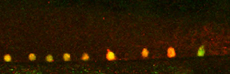 Neuronas de peixes cebra