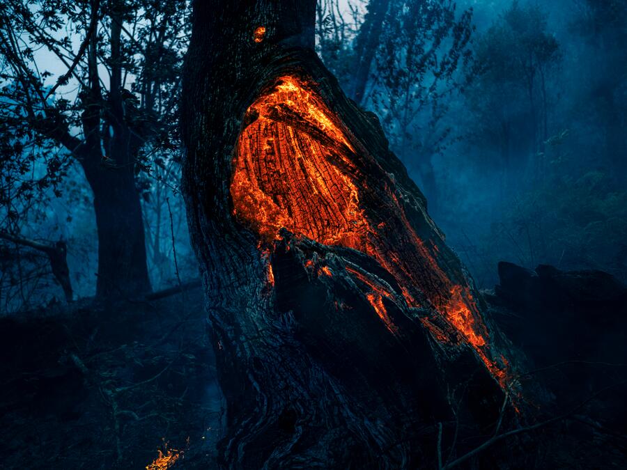 Burning chestnut tree in Vilar, in Folgoso do Courel