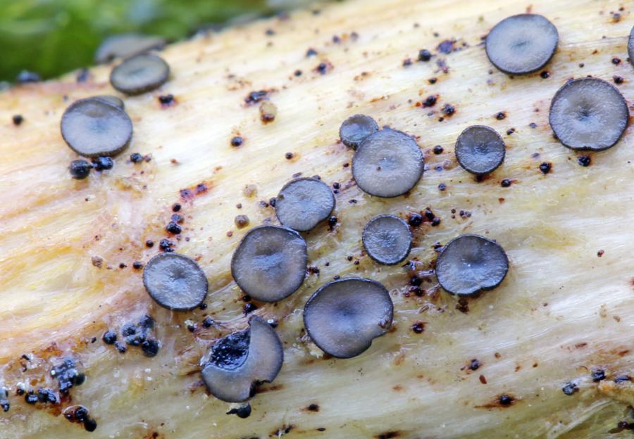 Mollisia cortegadensis. Fonte: Saúl de la Peña/ Ambiosol