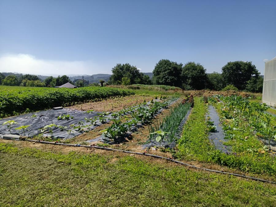 Cultivos hortícolas da finca de prácticas da EPS de Enxeñaría
