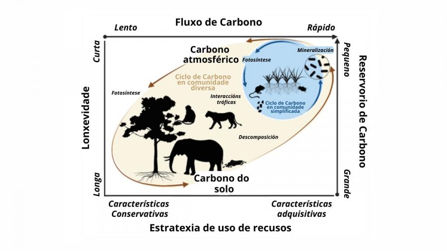 Espazo de trazos hipotético de dúas comunidades ecolóxicas. A comunidade azul é un subconxunto simplificado da comunidade marrón máis diversa. Os organismos que compoñen estas comunidades sitúanse segundo as súas posicións aproximadas ao longo de dous eixes que describen a diversidade de trazos nas comunidades ecolóxicas e se relacionan cos fluxos e reservorios de carbono nos ecosistemas. Adaptación ao galego da infografía que acompaña o artigo