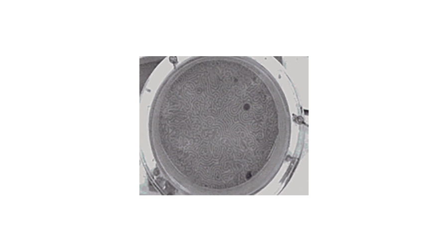 Reaction-diffusion system with advection