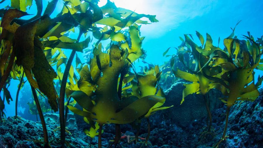 One of Patricia López's lines of research focuses on algae