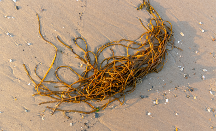 Marine macroalgae are rich in numerous bioactive compounds