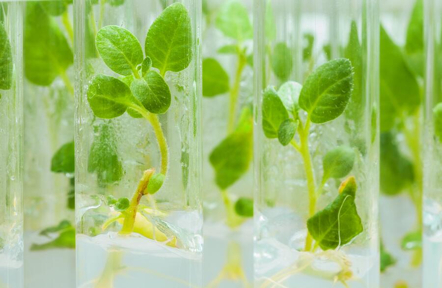 El cultivo in vitro de tejidos vegetales permite el estudio y la selección de materiales vegetales más resistentes al cambio climático