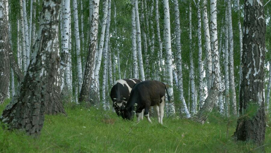 Silvopastoral systems improve the economic performance of the forest and favour the conservation of biodiversity