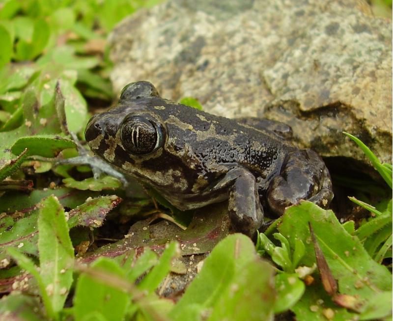 Investigadores de Zooloxía da USC estudan a incidencia do clima do pasado na diversidade biolóxica actual