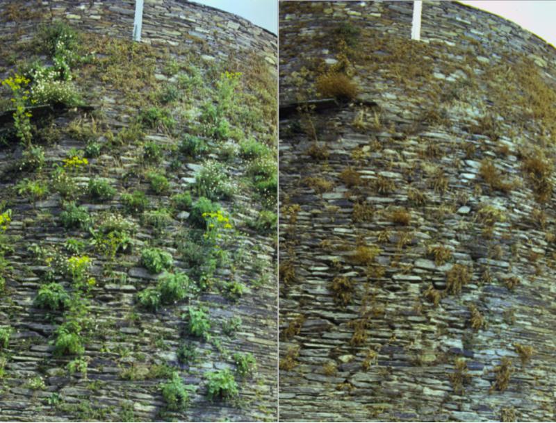 Unha investigación da EPS busca unha solución eficaz e sen efectos negativos contra as malas herbas da Muralla de Lugo