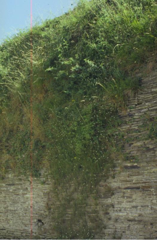 Unha investigación da EPS busca unha solución eficaz e sen efectos negativos contra as malas herbas da Muralla de Lugo