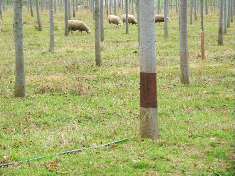 Investigadores da EPS demostran os beneficios do emprego de especies animais para a limpeza do monte  