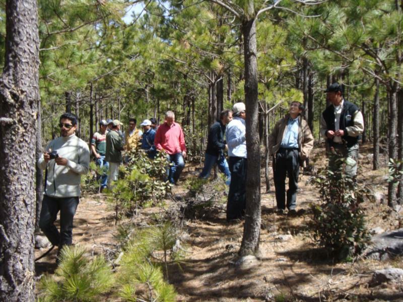 A Unidade de Xestión Forestal Sostible da EPS de Lugo colabora na elaboración do primeiro inventario forestal nacional de México