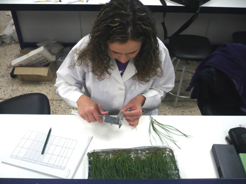 Unha investigación da EPS permite coñecer o estado nutricional  dos piñeiros a través das súas agullas